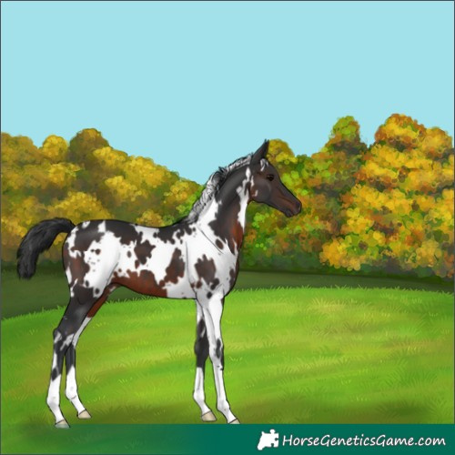 Horse Color:White Spotted Brown 