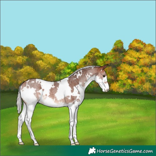 Horse Color:White Spotted Silver Brown Roan Splash 