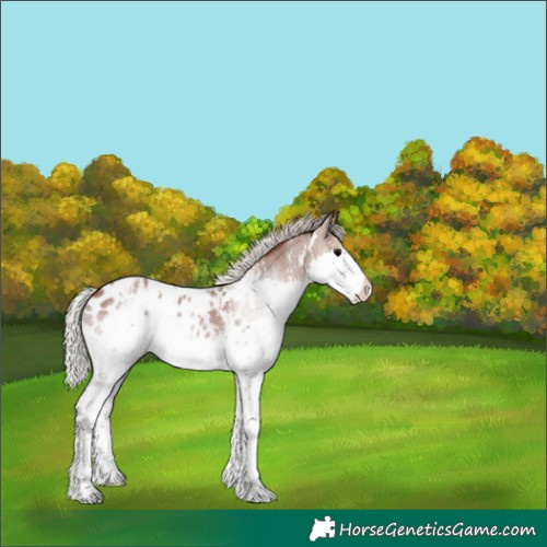 Horse Color:White Spotted Silver Blue Roan Splash Blanket 