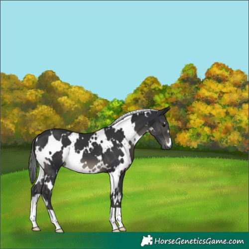 Horse Color:White Spotted Black 