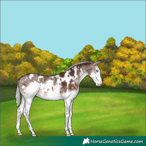 Horse Color:White Spotted Silver Brown Sabino Splash 