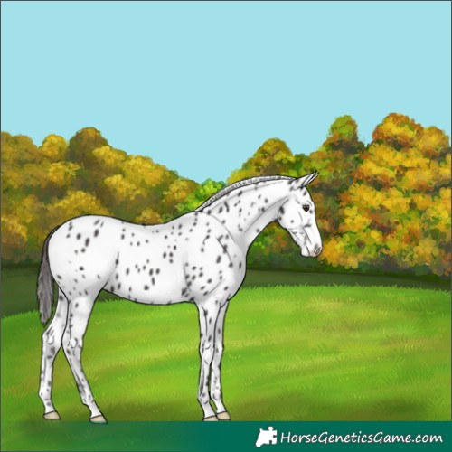 Horse Color:White Spotted Liver Chestnut Appaloosa 