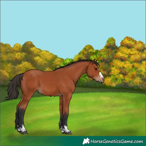 Horse Color:Bay 