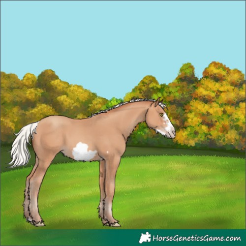 Horse Color:Silver Amber Champagne Frame 