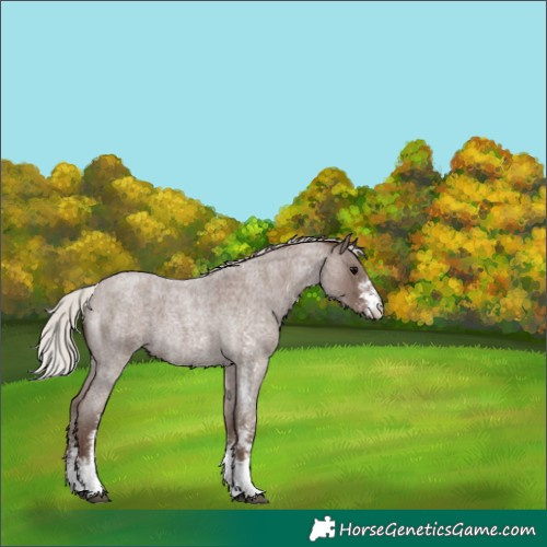 Horse Color:Silver Blue Roan Sabino 