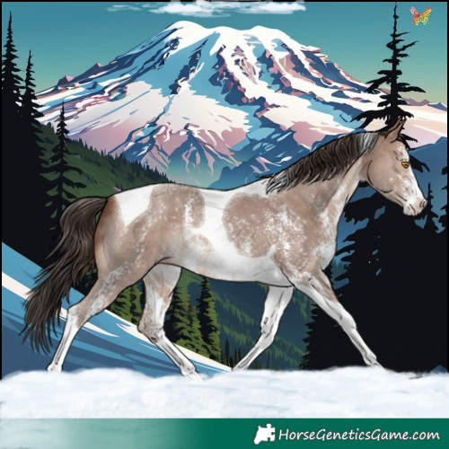 Horse Color:Sable Champagne Sabino Tobiano 