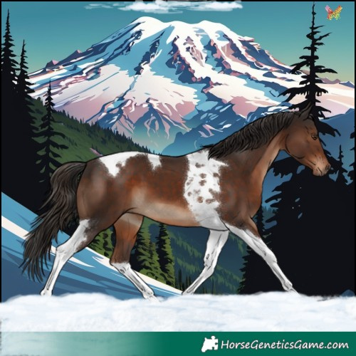 Horse Color:Liver Chestnut Tobiano