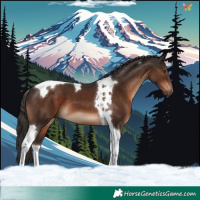 Horse Color:Liver Chestnut Tobiano