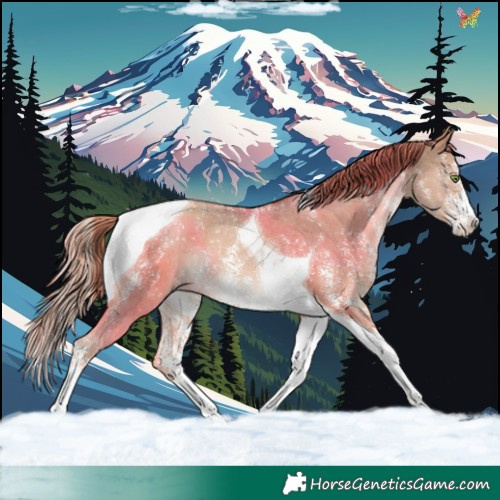 Horse Color:Gold Champagne Sabino Tobiano 