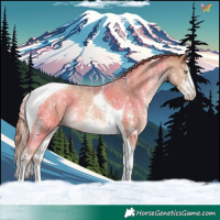 Horse Color:Gold Champagne Sabino Tobiano