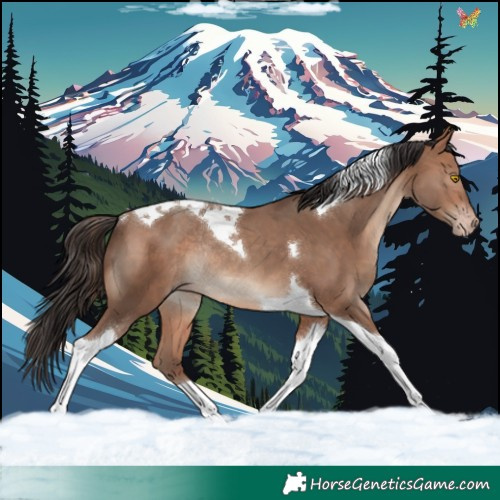Horse Color:Sable Champagne Tobiano Rabicano 