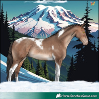 Horse Color:Sable Champagne Tobiano Rabicano 
