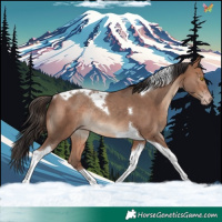 Horse Color:Sable Champagne Tobiano Rabicano 