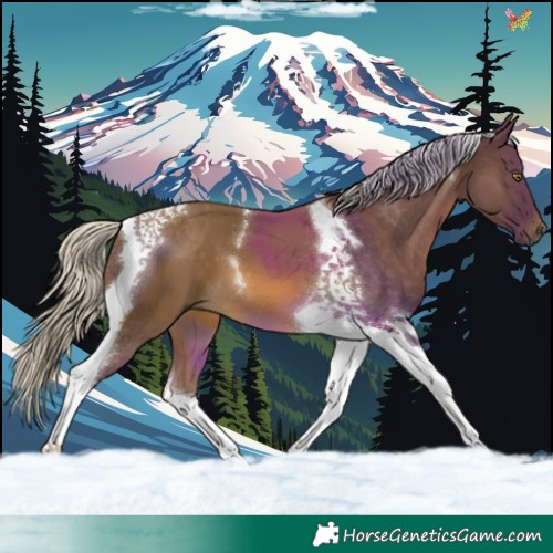 Horse Color:Chocolate Palomino Tobiano 