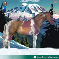Horse Color:Chocolate Palomino Tobiano 