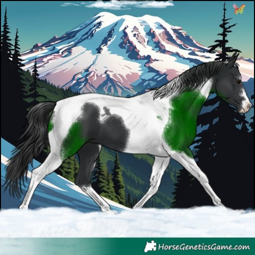 Horse Color:Black Tobiano