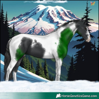 Horse Color:Black Tobiano 