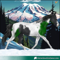 Horse Color:Black Tobiano