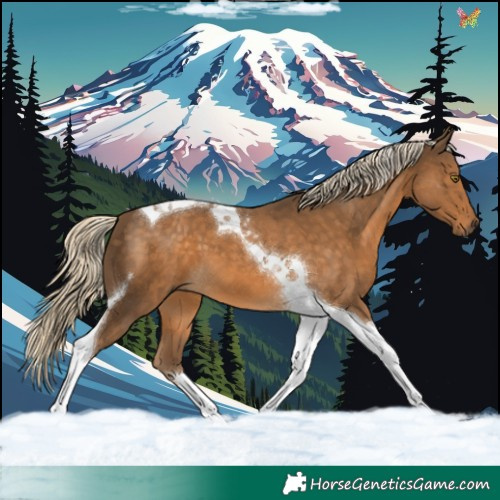 Horse Color:Chocolate Palomino Tobiano 