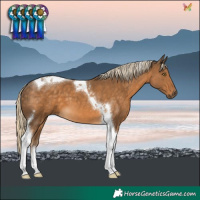 Horse Color:Chocolate Palomino Tobiano 
