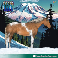 Horse Color:Chocolate Palomino Tobiano
