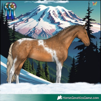 Horse Color:Chocolate Palomino Tobiano 