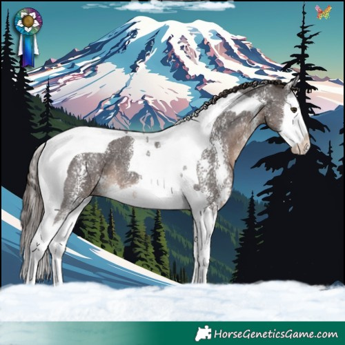 Horse Color:Liver Chestnut Sabino Splash Tobiano