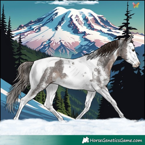 Horse Color:Liver Chestnut Sabino Splash Tobiano 
