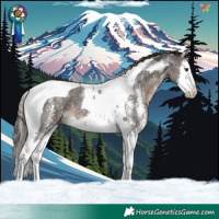 Horse Color:Liver Chestnut Sabino Splash Tobiano