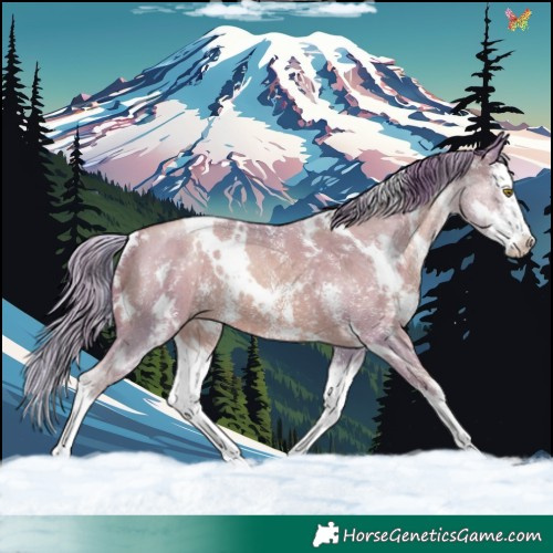 Horse Color:Watercolor White Spotted Gold Champagne Sabino Splash 