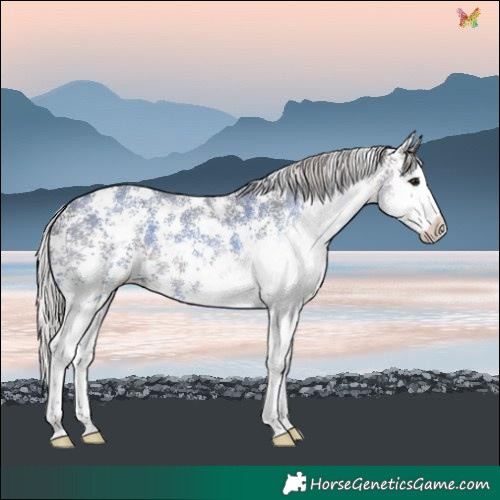 Horse Color:Silver Black Sabino Splash 