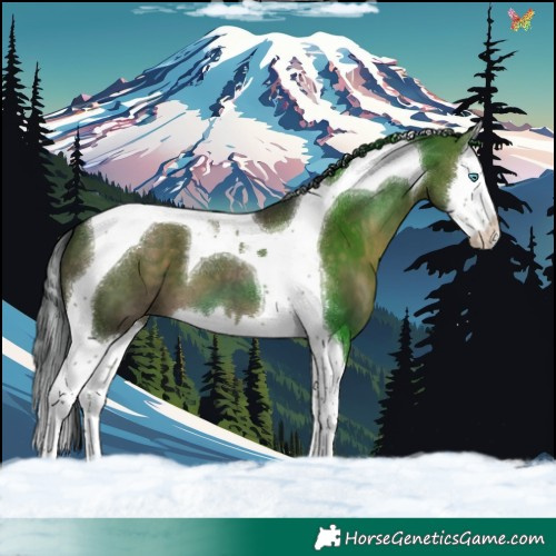 Horse Color:Brown Dun Splash Tobiano