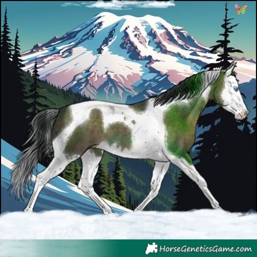 Horse Color:Brown Dun Splash Tobiano 