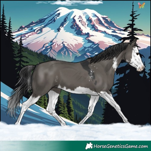 Horse Color:Grullo Sabino Splash 