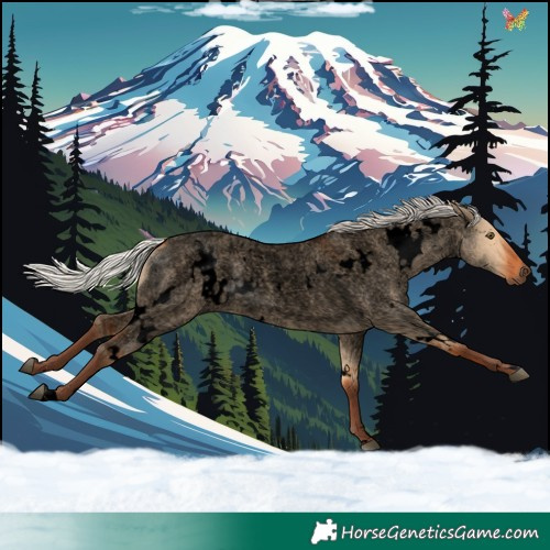 Horse Color:Void White Spotted Silver Bay Roan Dun Rabicano