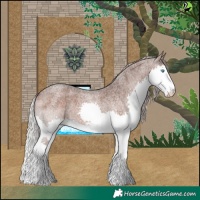Horse Color:Silver Brown Roan Splash 