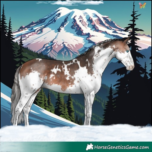Horse Color:White Spotted Bay Splash Rabicano 
