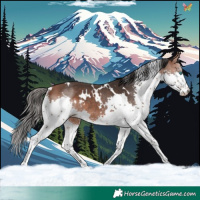 Horse Color:White Spotted Bay Splash Rabicano