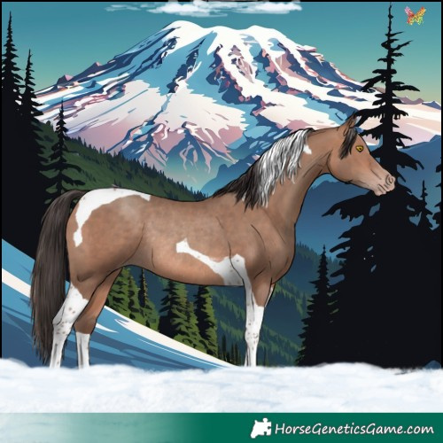 Horse Color:Sable Champagne Tobiano Rabicano 
