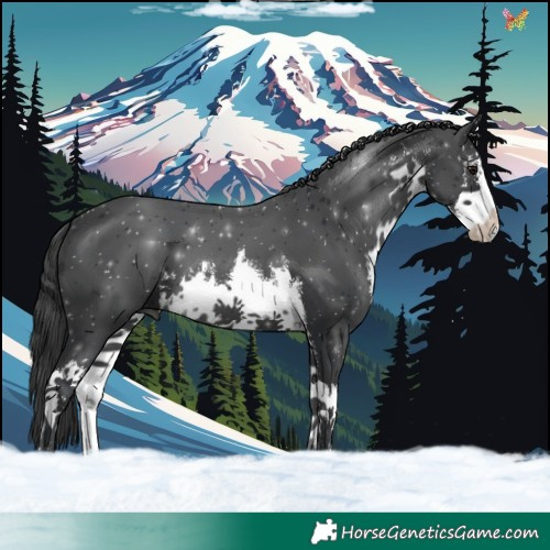 Horse Color:White Spotted Black 