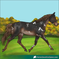 Horse Color:White Spotted Liver Chestnut