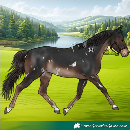 Horse Color:White Spotted Liver Chestnut 