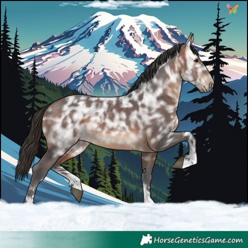 Horse Color:White Spotted Bay Ice