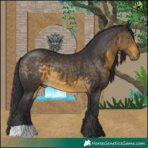 Horse Color:Buckskin 