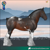 Horse Color:Brown Tobiano 