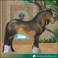 Horse Color:Buckskin Tobiano