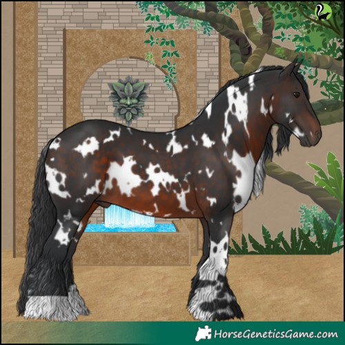 Horse Color:White Spotted Brown