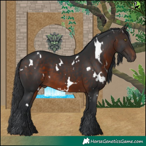 Horse Color:White Spotted Brown 