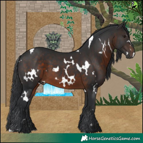 Horse Color:White Spotted Brown 