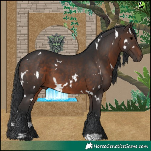 Horse Color:White Spotted Brown 